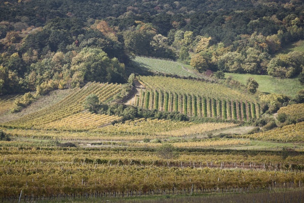 Weingarten - Oktober